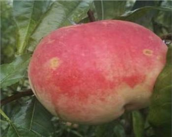 河南桃樹(shù)苗分享：如何挑選新鮮可口的桃子